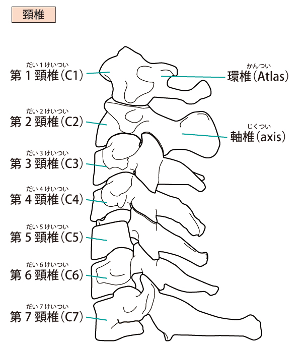 首・肩の痛みの原因とは？